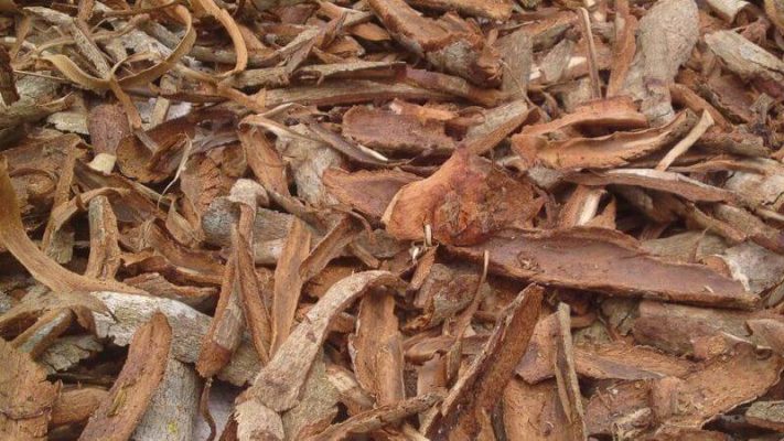 Sáu Nho - Vỏ Bời Lời