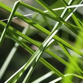 Sáu Nho - Hương bài
