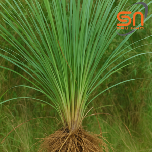 Sáu Nho - Hương bài