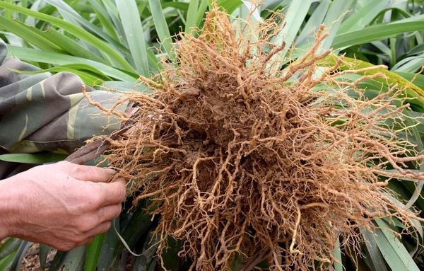 Sáu Nho - Rể hương bài
